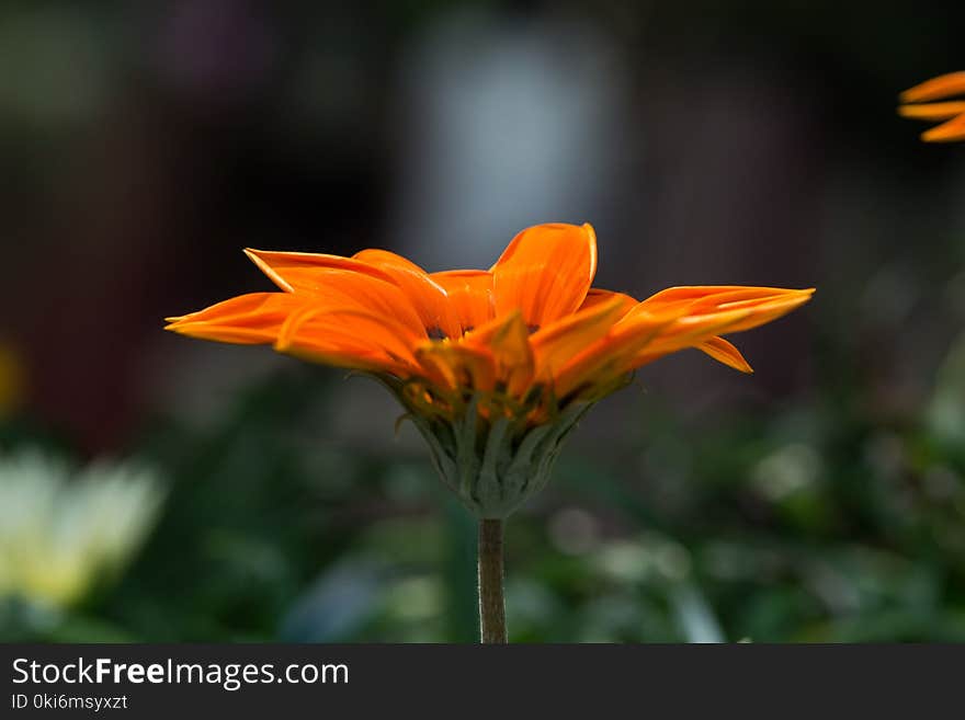 Orange Petaled Flower Selective Focus Photography