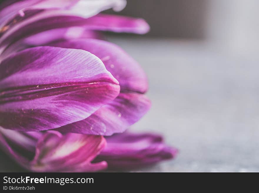 Closeup Photography of Purple Petaled Flower