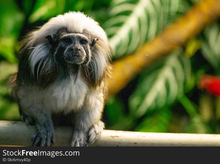 Shallow Focus Photography of White Monkey