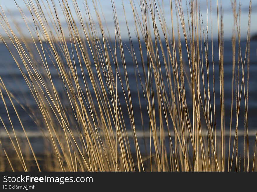 Close-up Photography of Brown Grass at Daytime