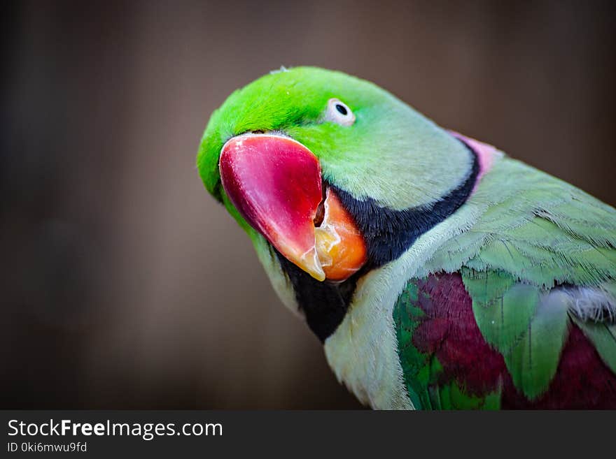 Closeup Photo of Green Parrot