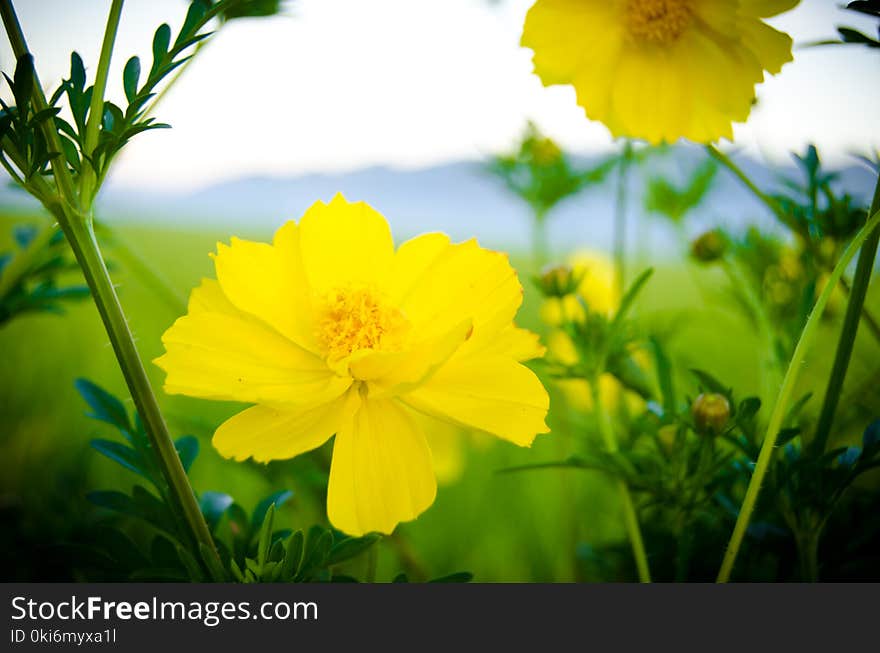 Close Up Photo Of Yellow Flowers