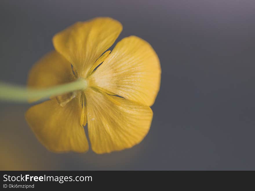 Closeup Photography of Yellow Buttercup Flower