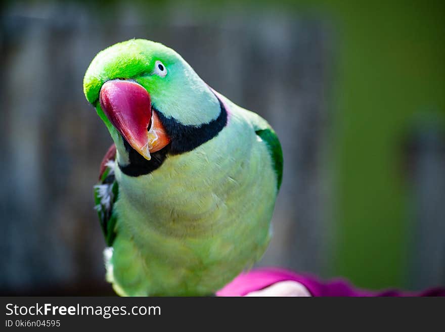 Shallow Focus Photography Green Parakeet