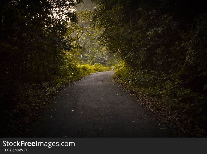 Clear Road Way Between Trees