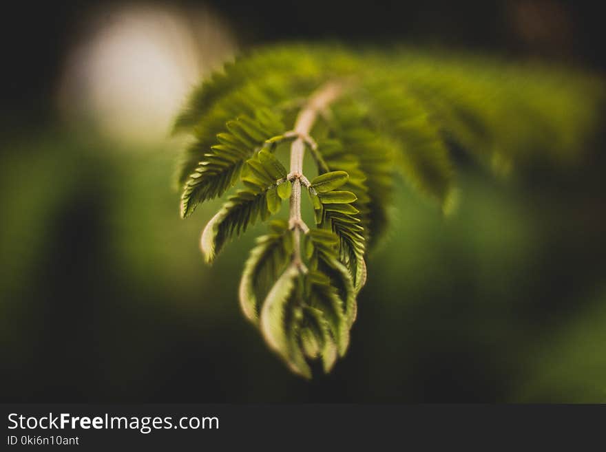 Selective Focus Photography of Green Leaf Plant