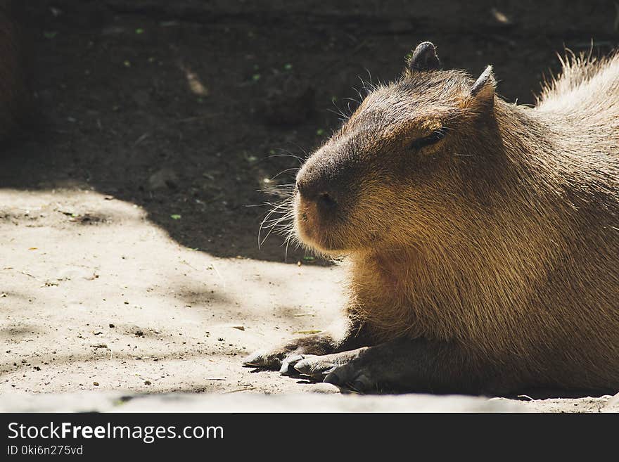 Brown Capybara