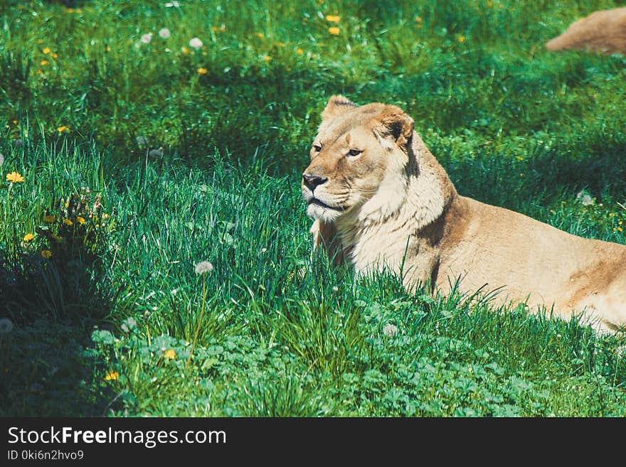 Lion Laying on Green Grass Field