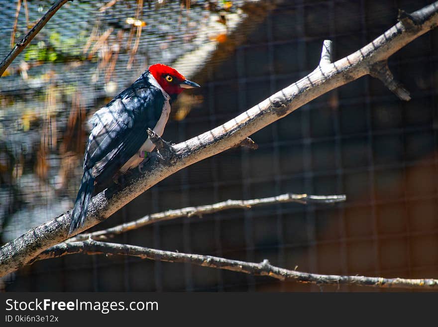 Red, White, and Black Bird on Top Tree Branch