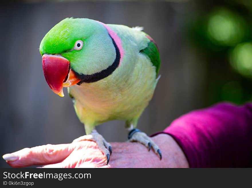 Selective Photography of Green Rose Ring Parakeet