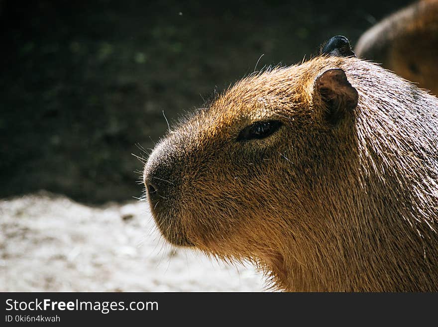 Selective Photo of Brown Capybara