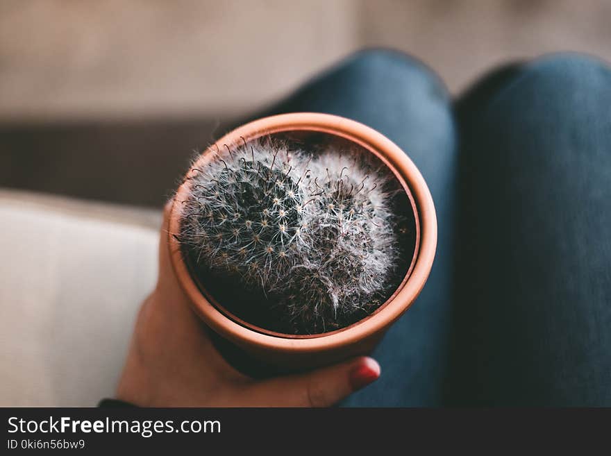 Brown Potted Cactus