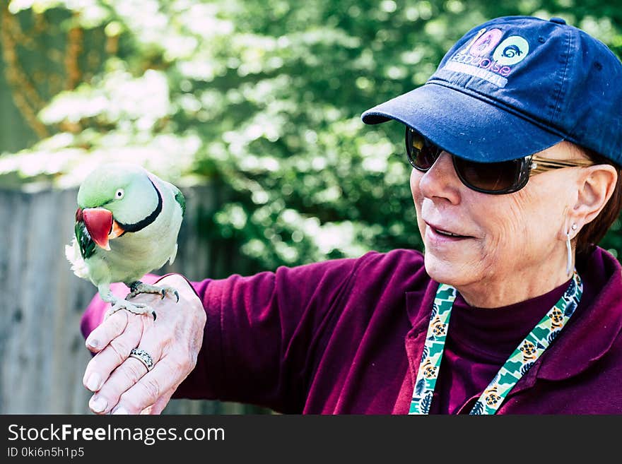 Woman Wearing Maroon Sweater and Blue Cap Raising Her Right Hand While Rose-ringed Parrot Perching on It