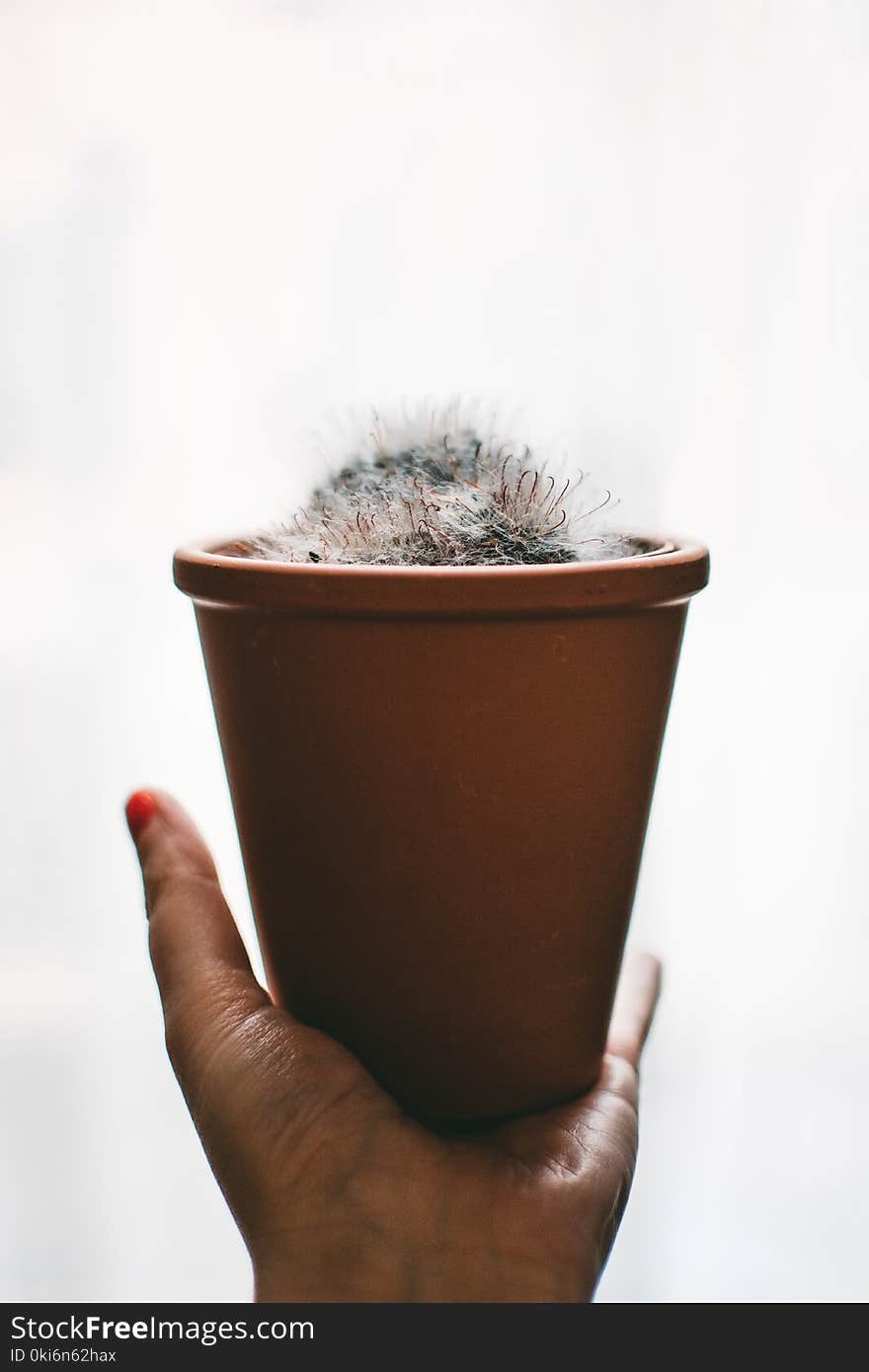 White Plant and Brown Pot