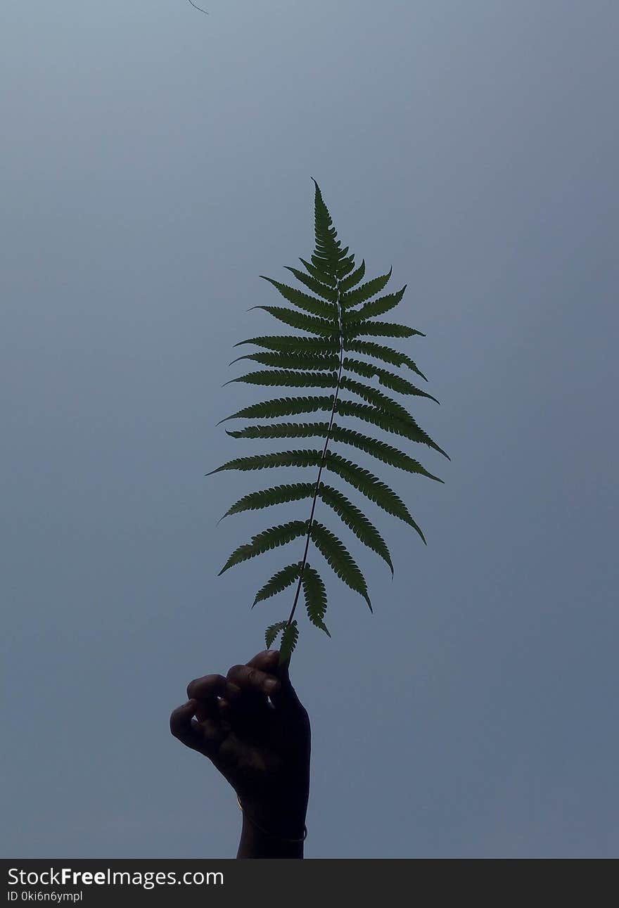 Person&#x27;s Hand Holding Green Leaf Fern