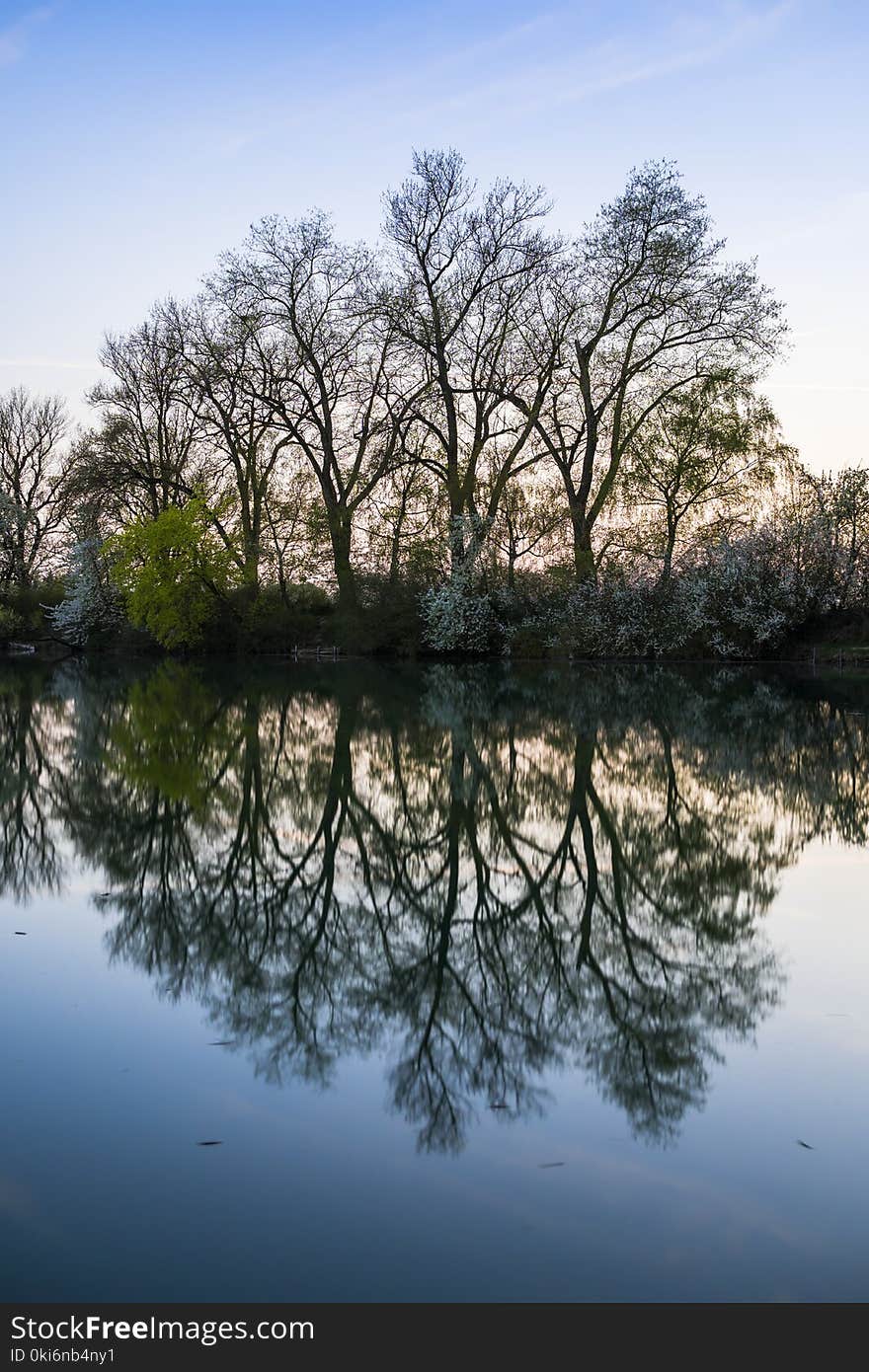 Landscape Photo of Tree on riverbed