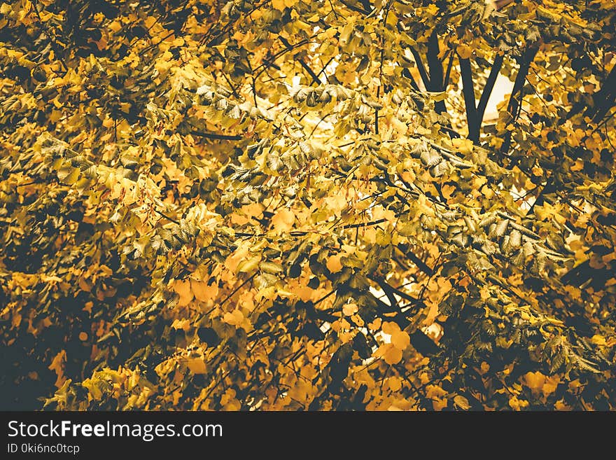 Selective Focus Photography of Yellow Flowering Tree