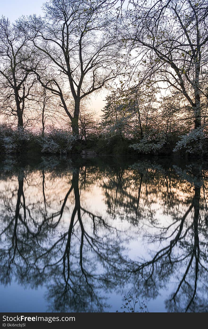 Bare Trees Near Grey Calm Body of Water at Daytime