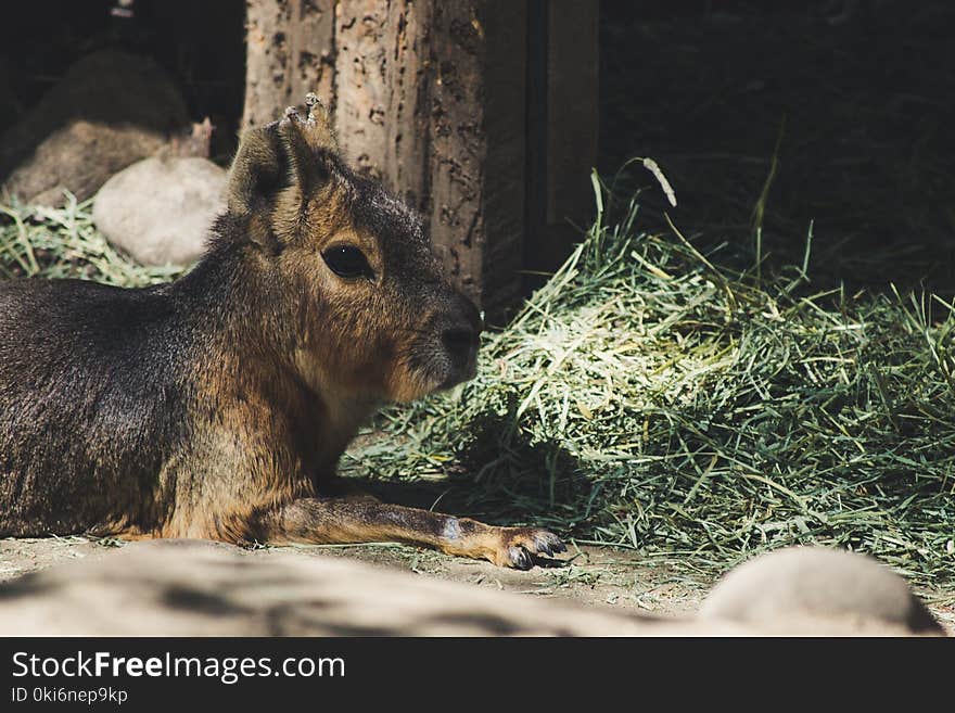 Brown and Black Rodent