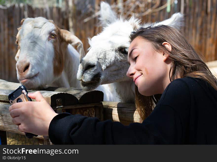 Woman in Black Shirt Beside White Llama