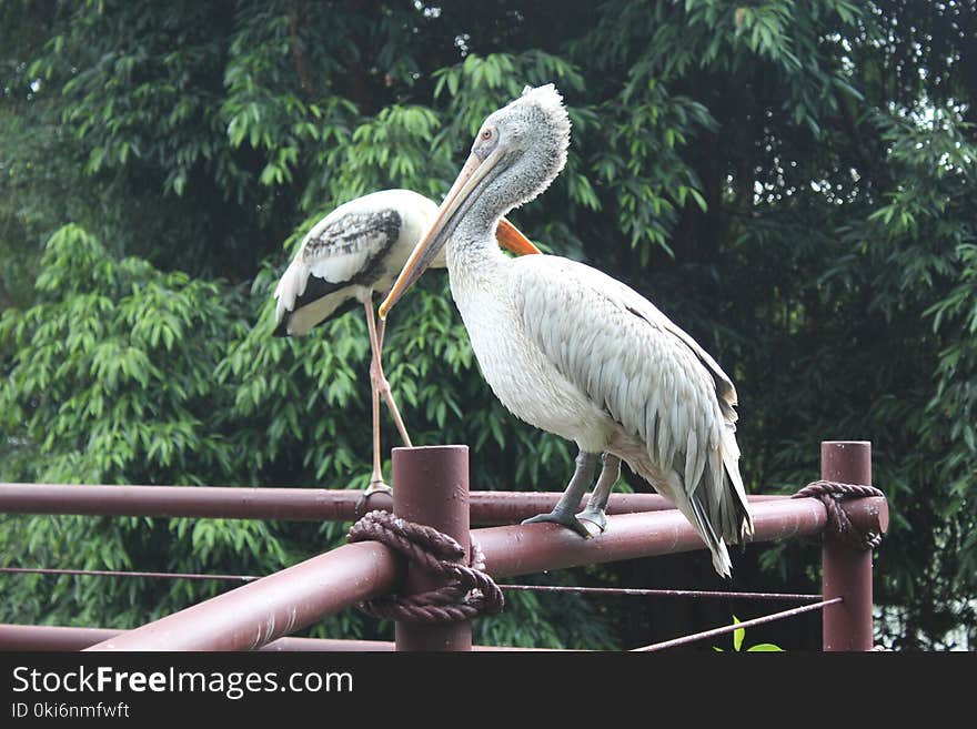 White and Grey Pelican Perched on Red Railing