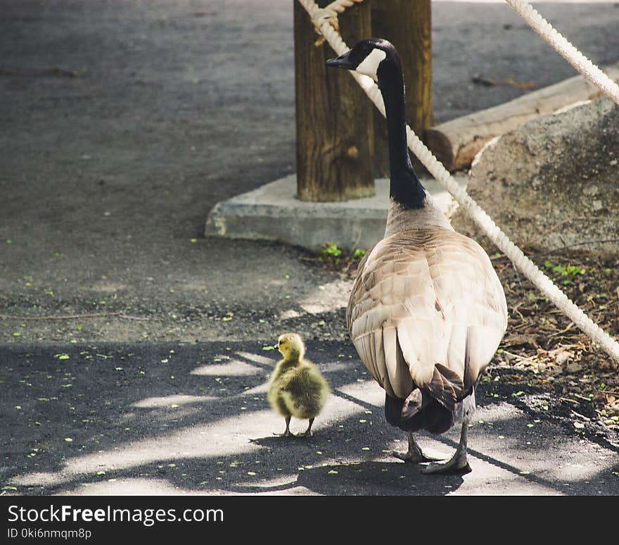 Bird and Chick on Sidewalk