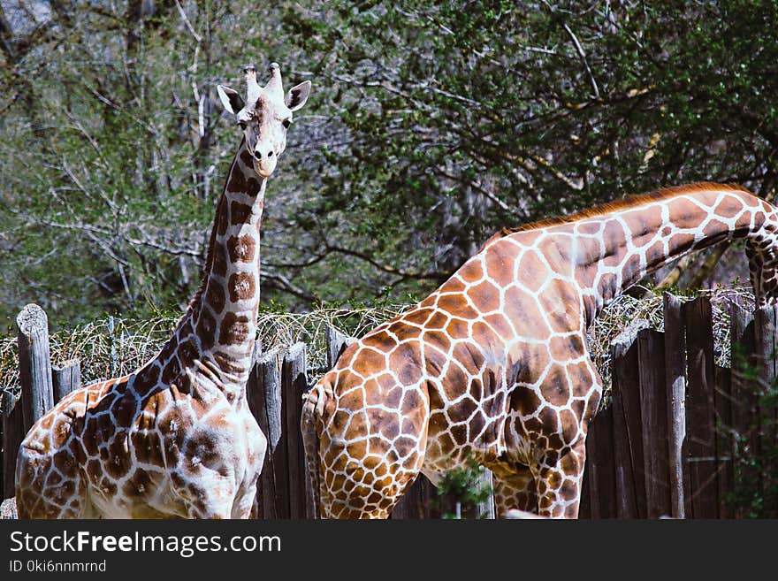 Two Giraffes