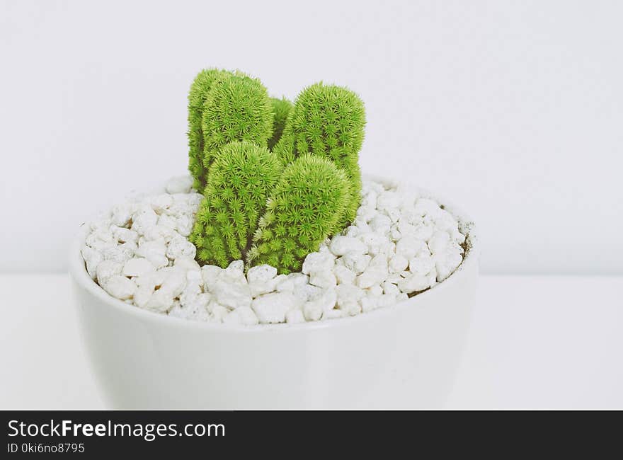 Green Cactus in White Pot