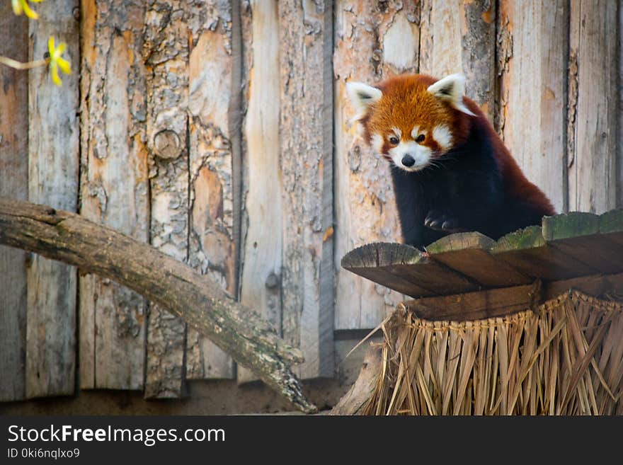 Red Panda on Brown Wooden Surface