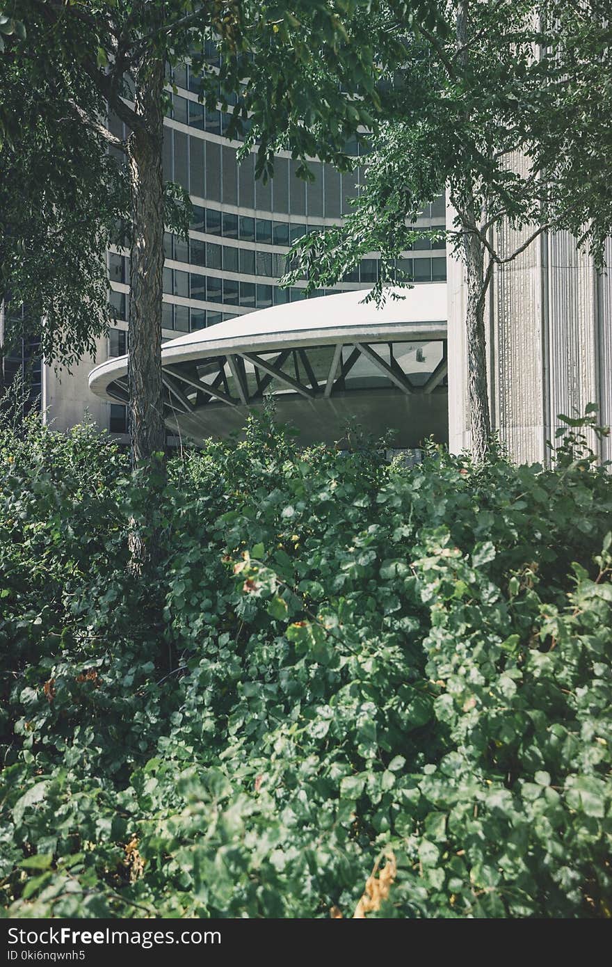 Green Leaf Plant and Tree Near White Building at Daytime