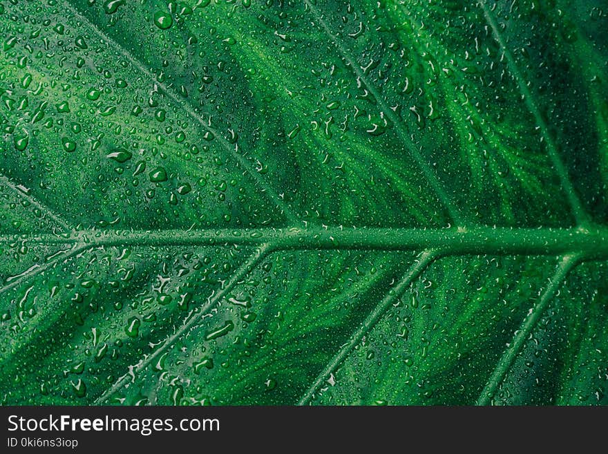 Green Leaf