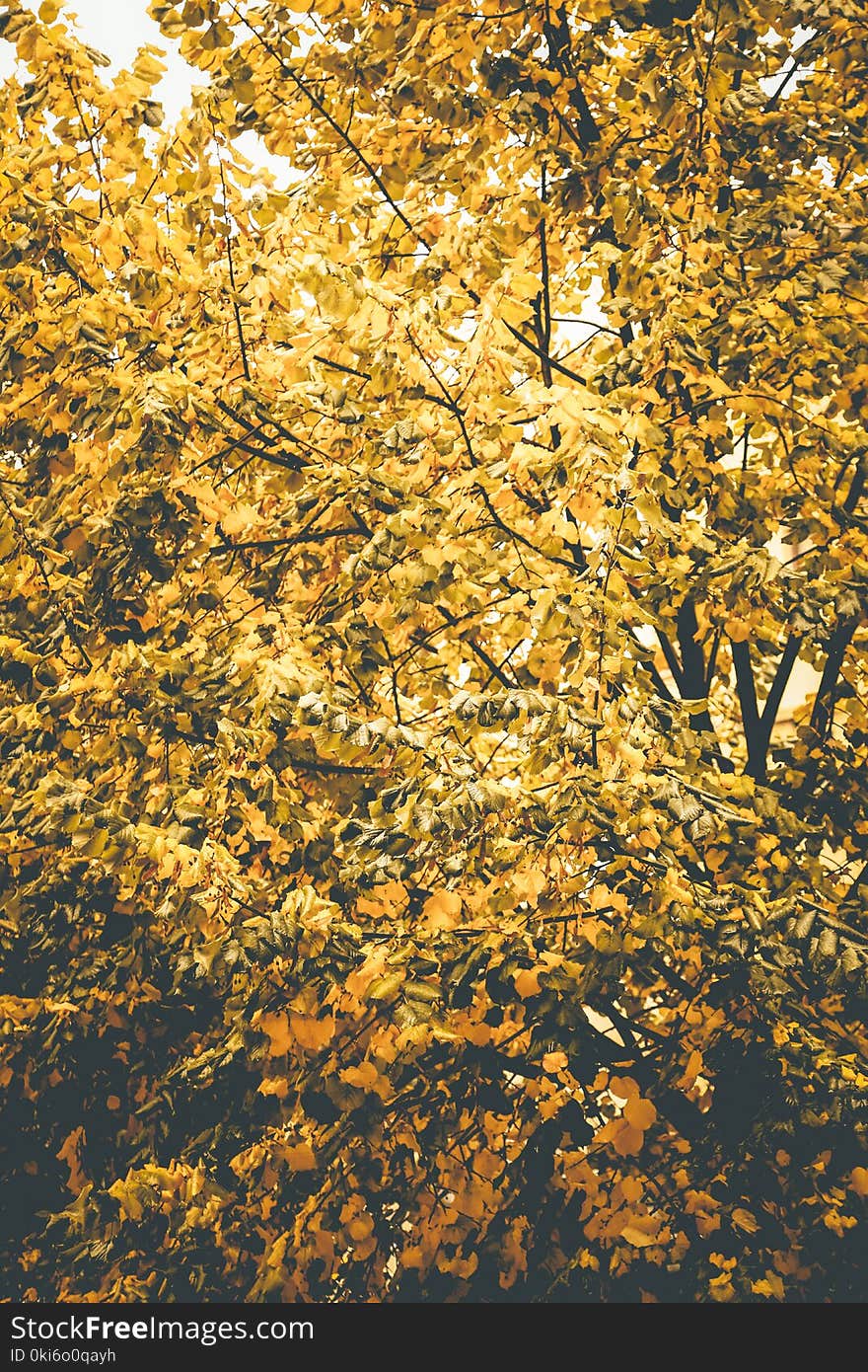 Yellow Leaf Tree Under Clear Sky at Daytime