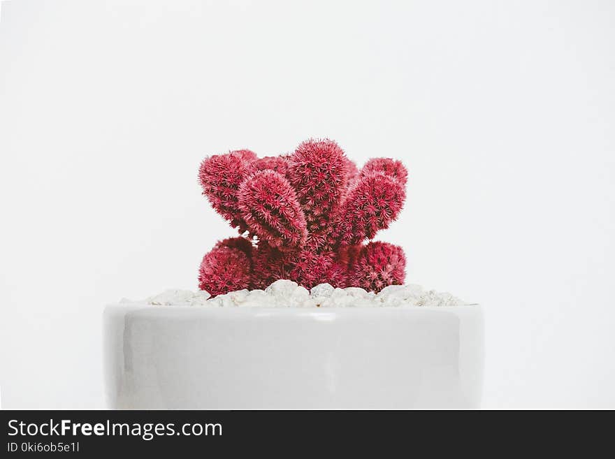 Red Plant on White Pot