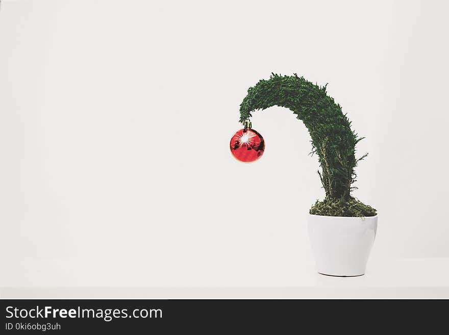 Green Plant With Red Ornament Planted in White Ceramic Pot