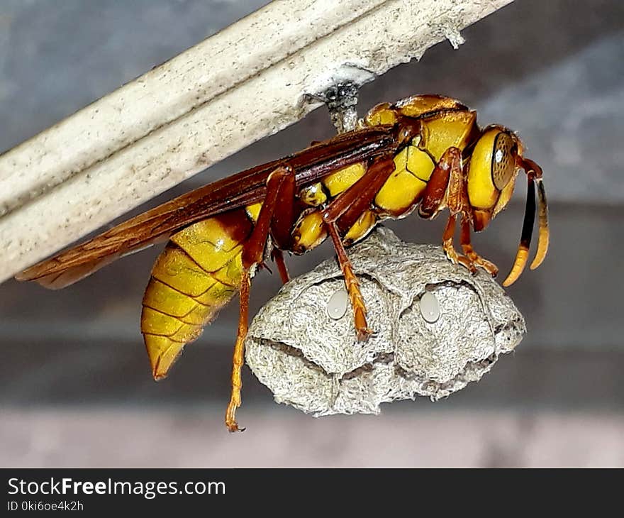 Wasp Holding Nest