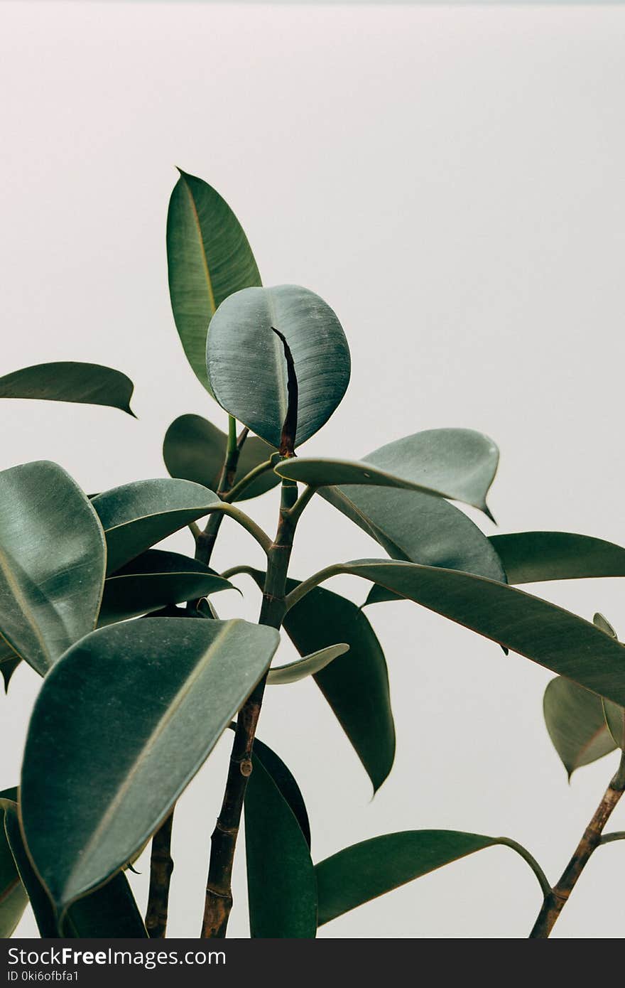 Green Leafed Indoor Plant