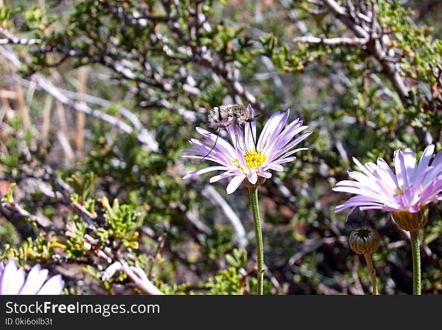 Insect Perched On Flower