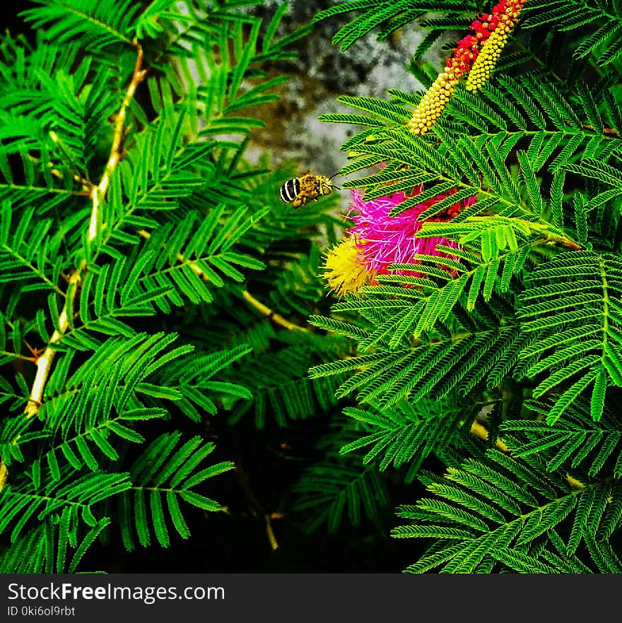 Fern Plant