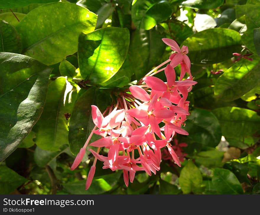 Pink Flowers