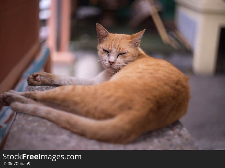 Orange cat with sleepy and messy face on marble bench. Orange cat with sleepy and messy face on marble bench