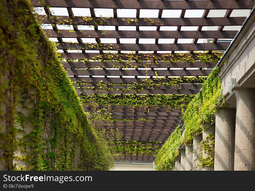 Wild grapes alley with arches and columns