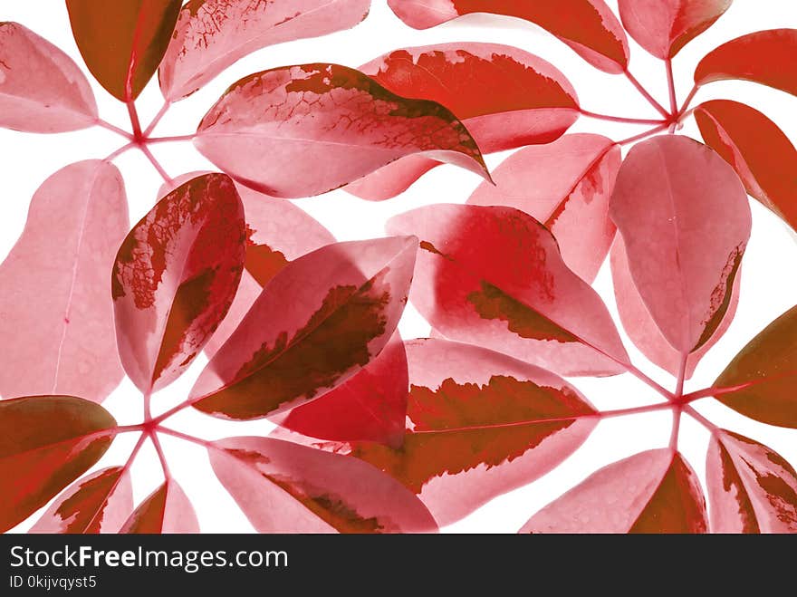 Closeup Art Tone Of Fresh Red Leaves On White Background