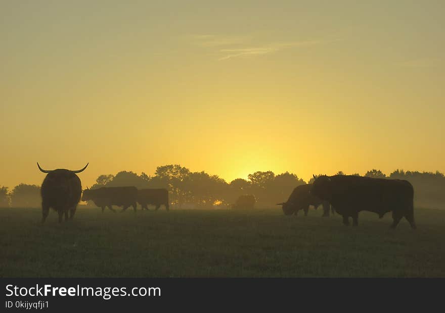 Grazing Scottish highland cattle  at sunrise in mist. Grazing Scottish highland cattle  at sunrise in mist