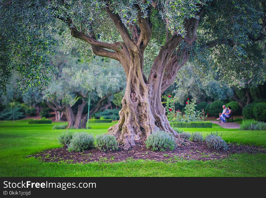 Olive trees. Olive grove