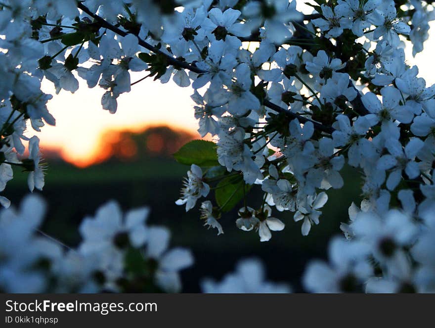 April evening. Sunset bright sun. Flowering gardens. A natural arch from the branches of a cherry tree.