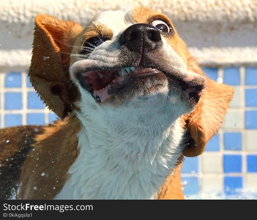 One of my Beagles shaking after a swim in my pool. One of my Beagles shaking after a swim in my pool