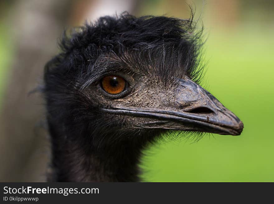 Close-up of Australian Emu Dromaius novaehollandiae, view of an Emus head. Close-up of Australian Emu Dromaius novaehollandiae, view of an Emus head.