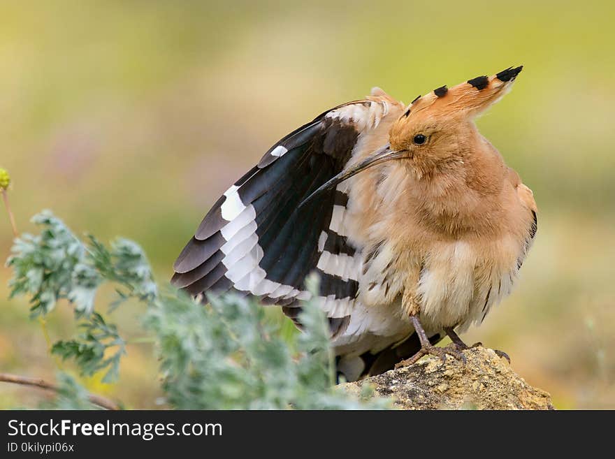 The hoopoe Upupa epops stands on rock and cleans its feathers