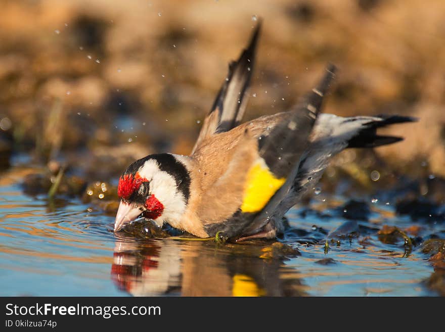 European Goldfinch, Carduelis Carduelis, Splashing In The Water.