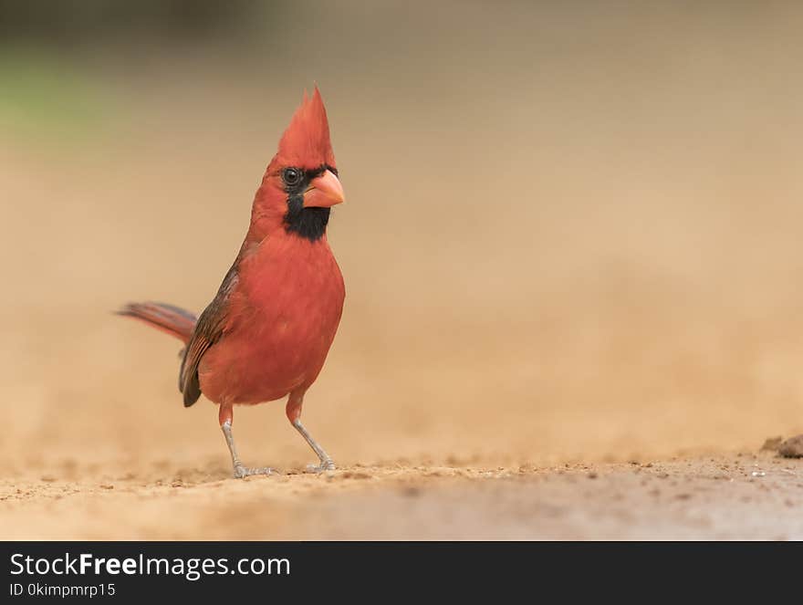 Northern Cardinal Closeup